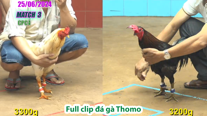 CPC4-TRẬN 3 | đá gà Thomo | 25/06/2025