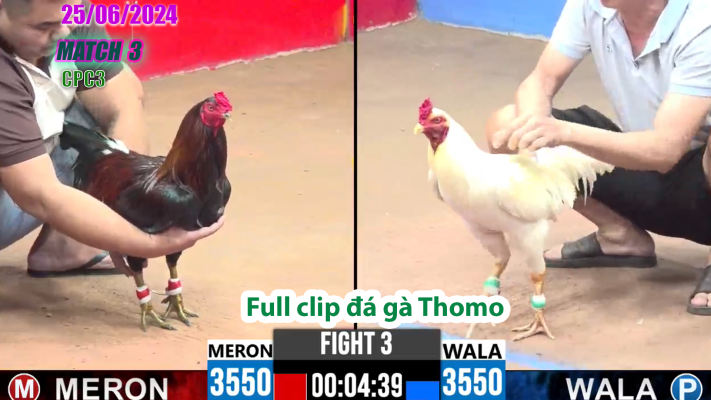 CPC3-TRẬN 3 | đá gà Thomo | 25/06/2025