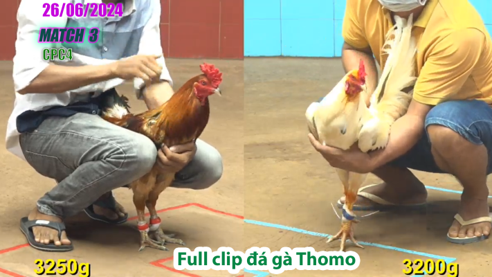 CPC4-TRẬN 3 | đá gà Thomo | 26/06/2025