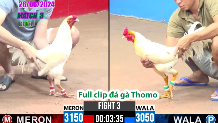 CPC3-TRẬN 3 | đá gà Thomo | 26/06/2025