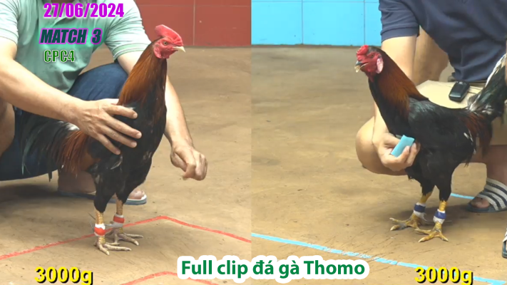 CPC4-TRẬN 3 | đá gà Thomo | 27/06/2025