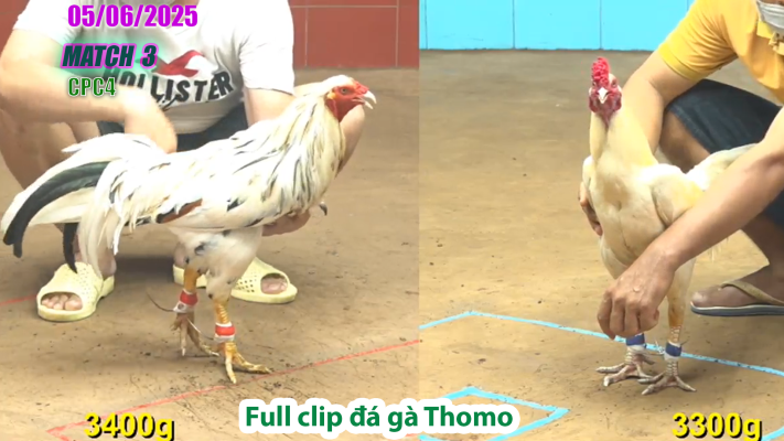 CPC4-TRẬN 3 | đá gà Thomo | 05/06/2025