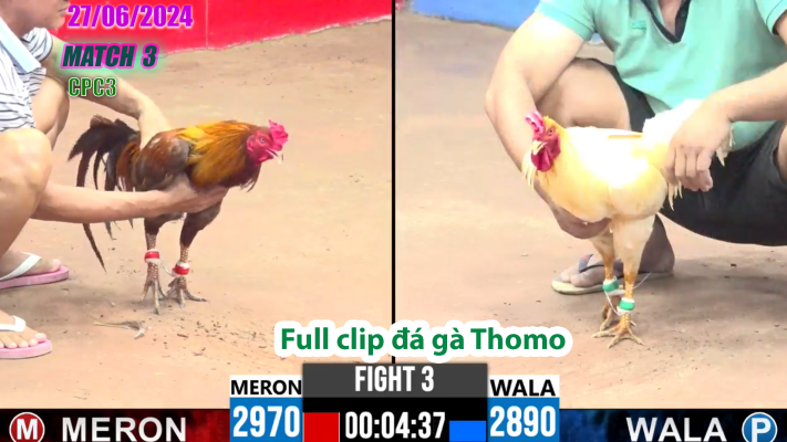 CPC3-TRẬN 3 | đá gà Thomo | 27/06/2025