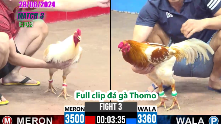 CPC3-TRẬN 3 | đá gà Thomo | 28/06/2025