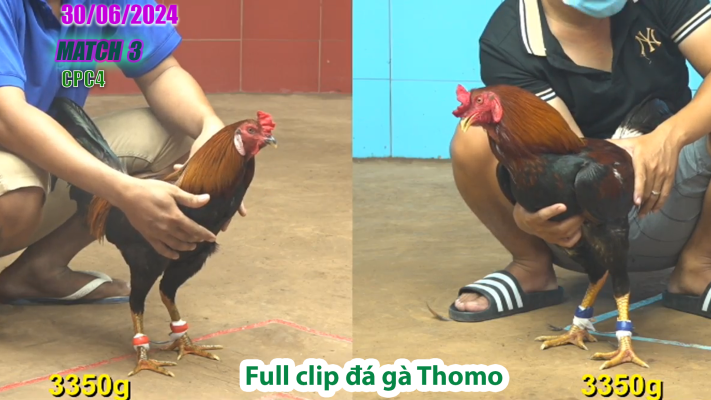 CPC4-TRẬN 3 | đá gà Thomo | 30/06/2025