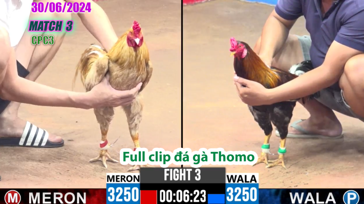 CPC3-TRẬN 3 | đá gà Thomo | 30/06/2025