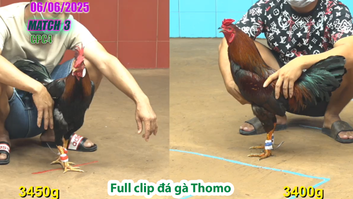 CPC4-TRẬN 3 | đá gà Thomo | 06/06/2025