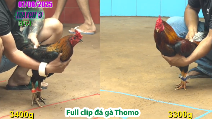 CPC4-TRẬN 3 | đá gà Thomo | 07/06/2025