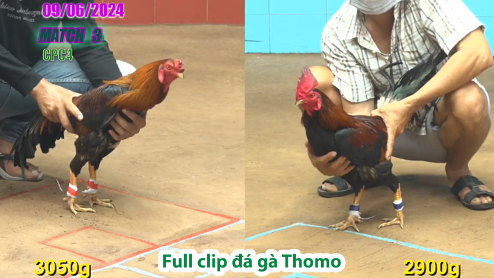 CPC4-TRẬN 3 | đá gà Thomo | 09/06/2025