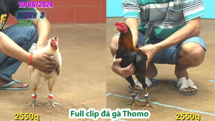 CPC4-TRẬN 3 | đá gà Thomo | 10/06/2025