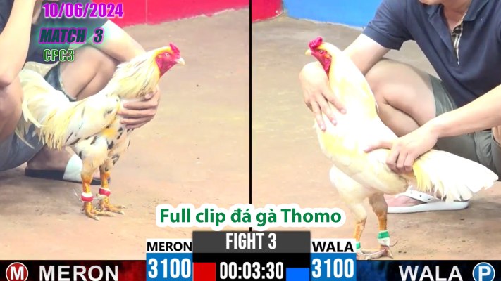 CPC3-TRẬN 3 | đá gà Thomo | 10/06/2025