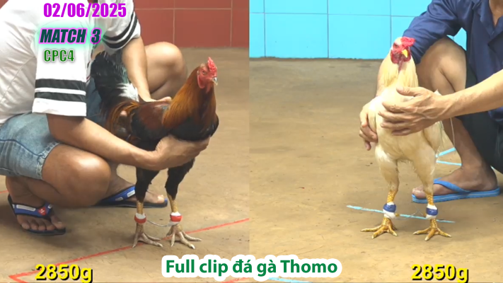 CPC4-TRẬN 3 | đá gà Thomo | 02/06/2025