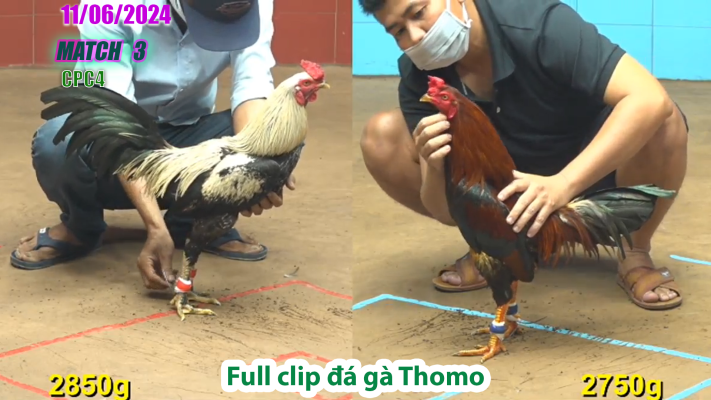 CPC4-TRẬN 3 | đá gà Thomo | 11/06/2025
