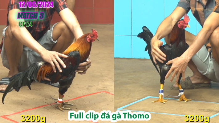CPC4-TRẬN 3 | đá gà Thomo | 12/06/2025
