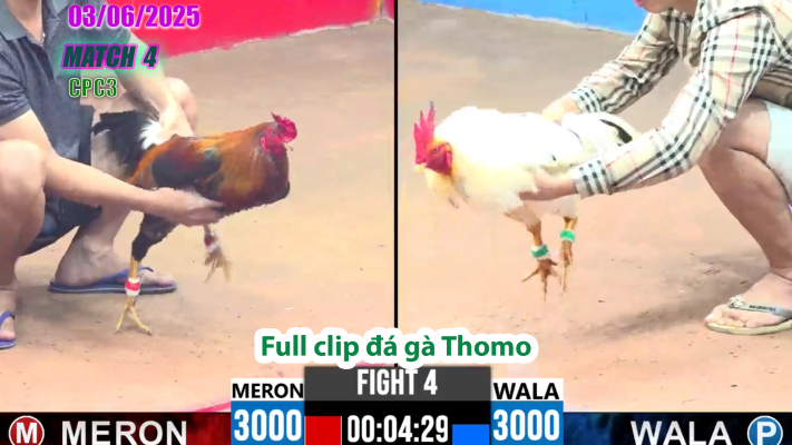 CPC3-TRẬN 4 | đá gà Thomo | 03/06/2025