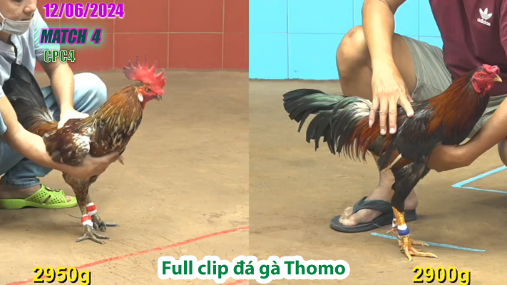 CPC4-TRẬN 4 | đá gà Thomo | 12/06/2025