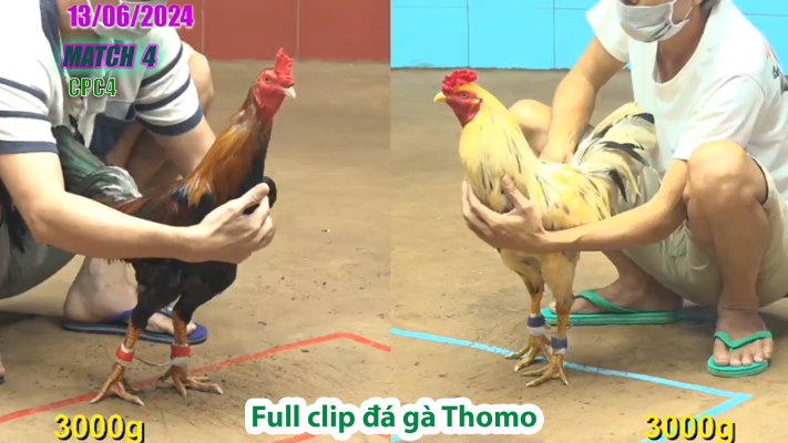CPC4-TRẬN 4 | đá gà Thomo | 13/06/2025