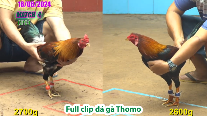 CPC4-TRẬN 4 | đá gà Thomo | 16/06/2025