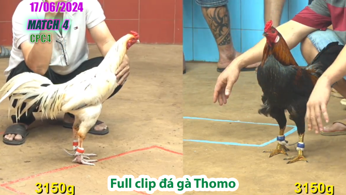 CPC4-TRẬN 4 | đá gà Thomo | 17/06/2025