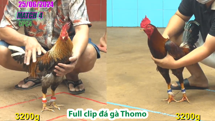 CPC4-TRẬN 4 | đá gà Thomo | 25/06/2025