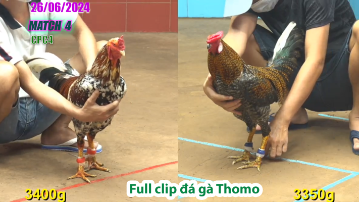 CPC4-TRẬN 4 | đá gà Thomo | 26/06/2025