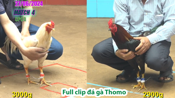 CPC4-TRẬN 4 | đá gà Thomo | 27/06/2025