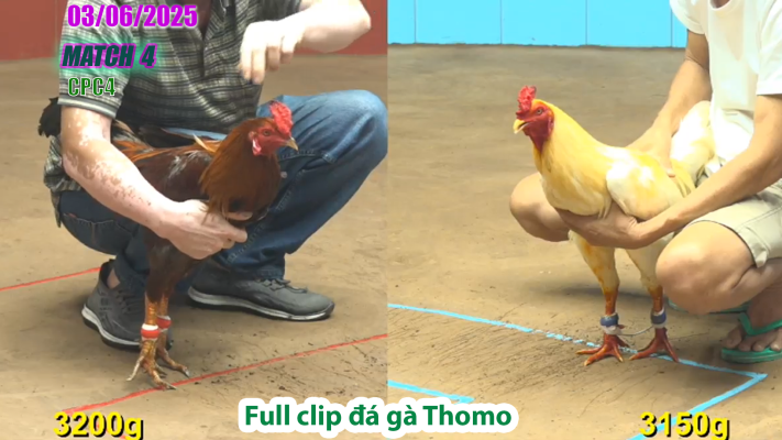 CPC4-TRẬN 4 | đá gà Thomo | 03/06/2025