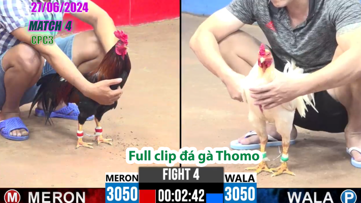 CPC3-TRẬN 4 | đá gà Thomo | 27/06/2025