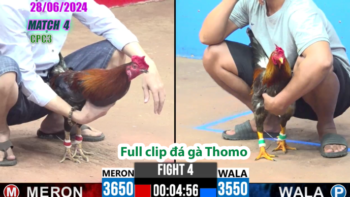 CPC3-TRẬN 4 | đá gà Thomo | 28/06/2025