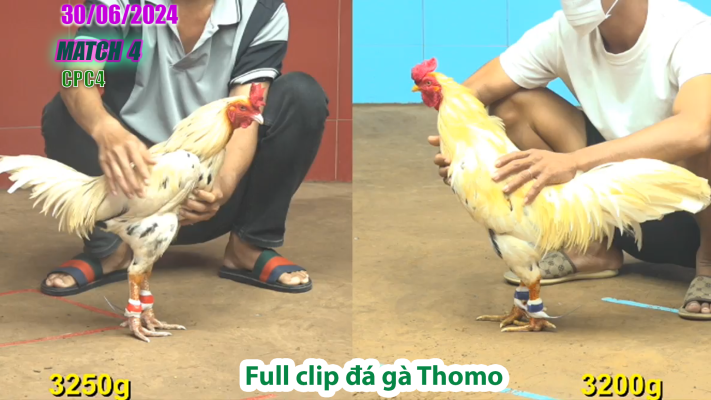 CPC4-TRẬN 4 | đá gà Thomo | 30/06/2025