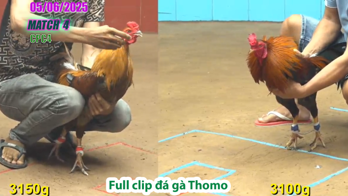 CPC4-TRẬN 4 | đá gà Thomo | 05/06/2025