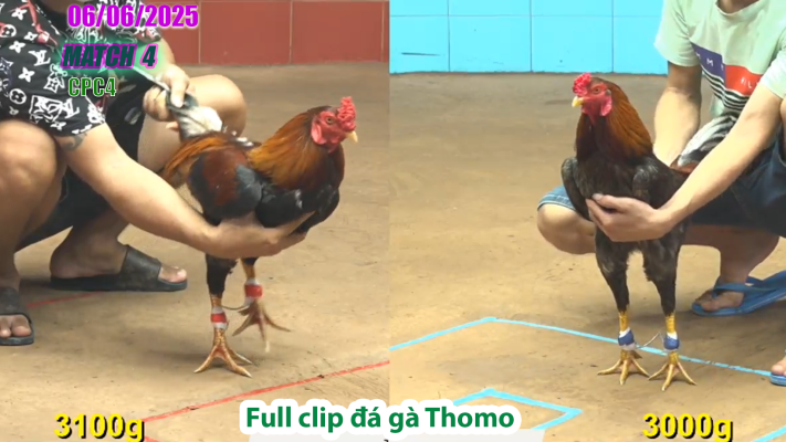 CPC4-TRẬN 4 | đá gà Thomo | 06/06/2025