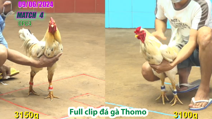 CPC4-TRẬN 4 | đá gà Thomo | 09/06/2025