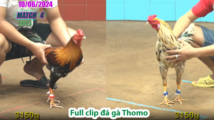 CPC4-TRẬN 4 | đá gà Thomo | 10/06/2025