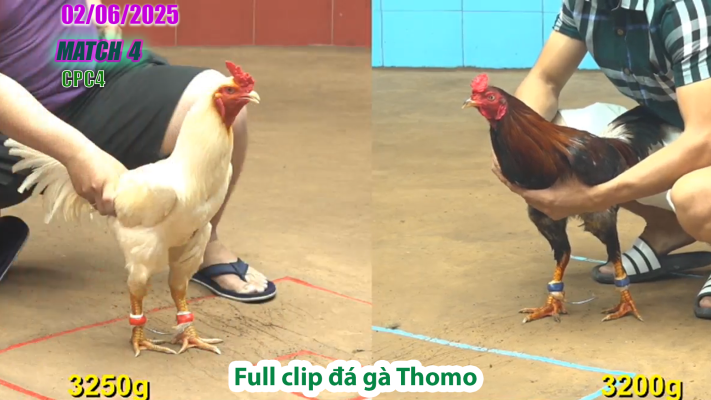 CPC4-TRẬN 4 | đá gà Thomo | 02/06/2025