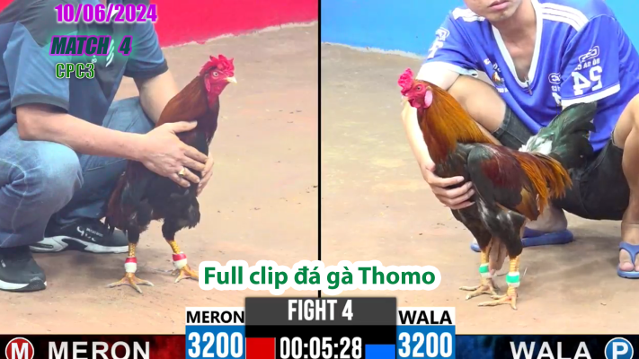 CPC3-TRẬN 4 | đá gà Thomo | 10/06/2025