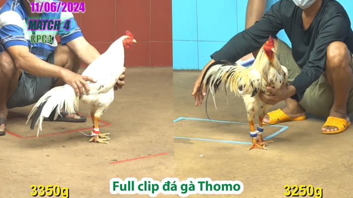 CPC4-TRẬN 4 | đá gà Thomo | 11/06/2025