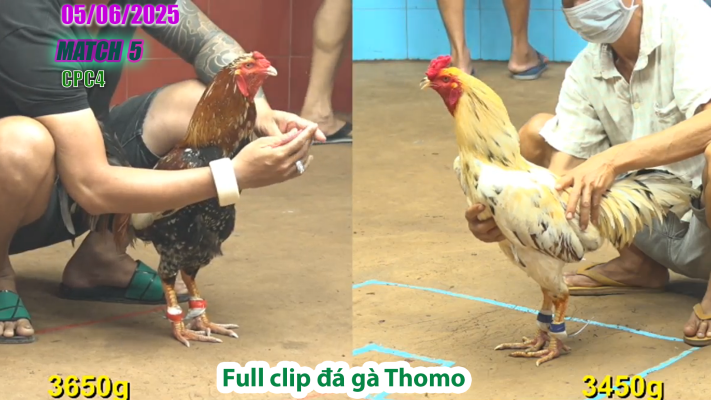 CPC4-TRẬN 5 | đá gà Thomo | 05/06/2025