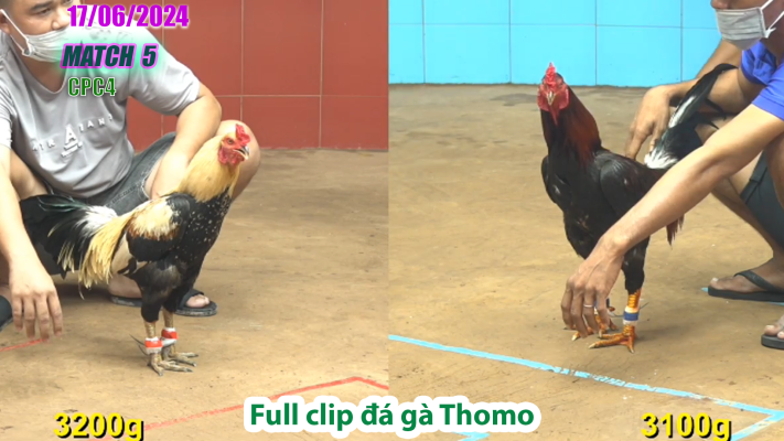 CPC4-TRẬN 5 | đá gà Thomo | 17/06/2025