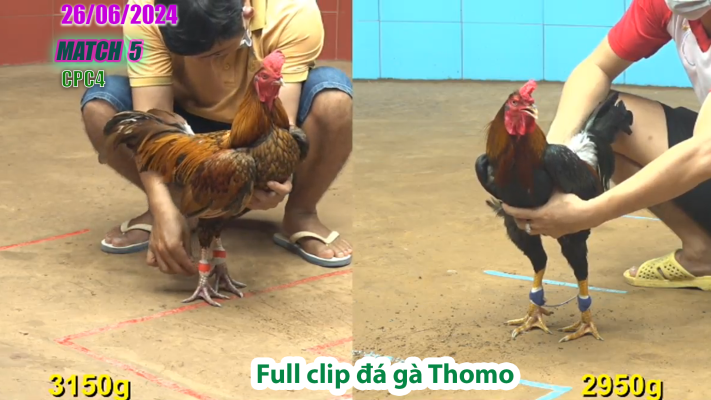 CPC4-TRẬN 5 | đá gà Thomo | 26/06/2025