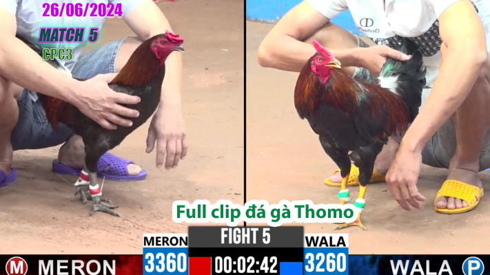 CPC3-TRẬN 5 | đá gà Thomo | 26/06/2025