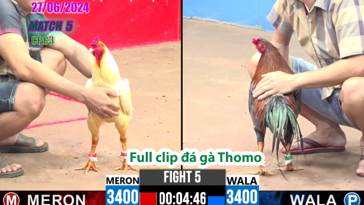CPC3-TRẬN 5 | đá gà Thomo | 27/06/2025