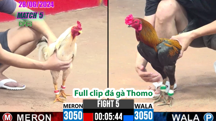 CPC3-TRẬN 5 | đá gà Thomo | 28/06/2025