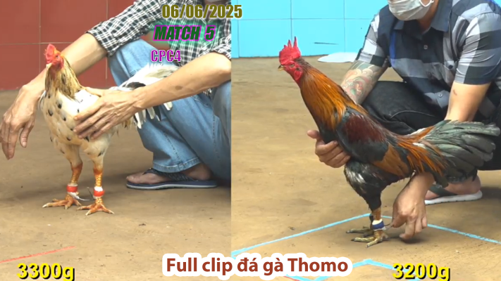 CPC4-TRẬN 5 | đá gà Thomo | 06/06/2025