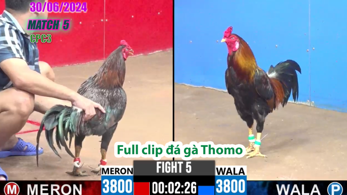 CPC3-TRẬN 5 | đá gà Thomo | 30/06/2025