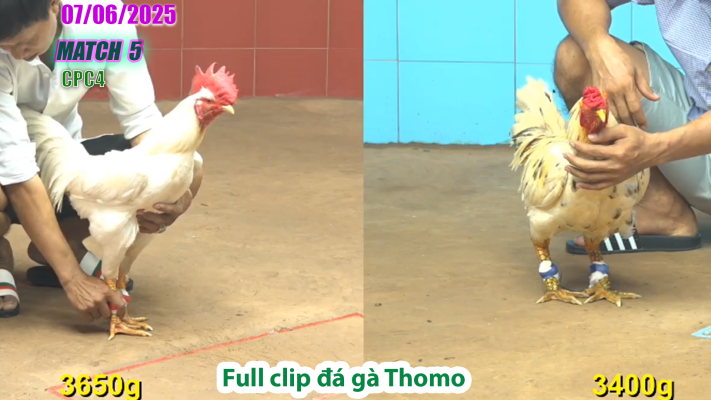 CPC4-TRẬN 5 | đá gà Thomo | 07/06/2025