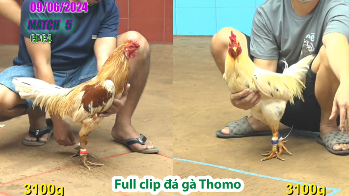 CPC4-TRẬN 5 | đá gà Thomo | 09/06/2025