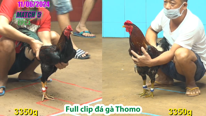 CPC4-TRẬN 5 | đá gà Thomo | 11/06/2025