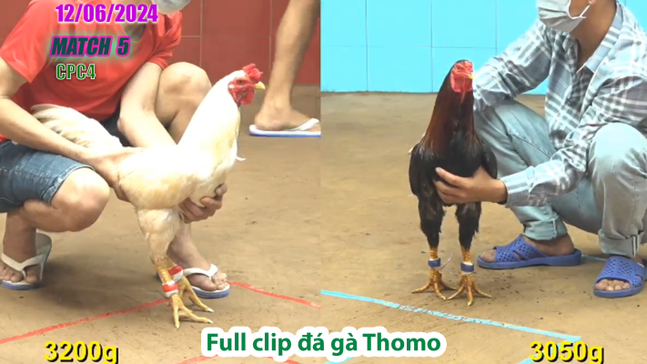 CPC4-TRẬN 5 | đá gà Thomo | 12/06/2025