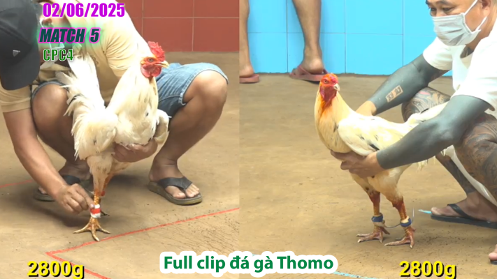 CPC4-TRẬN 5 | đá gà Thomo | 02/06/2025